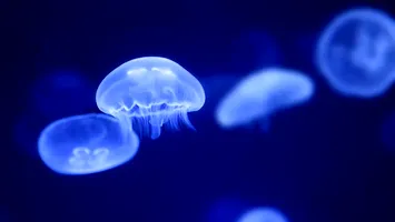 Franța, blocată de meduze: o centrală nucleară a fost închisă de două ori într-o lună