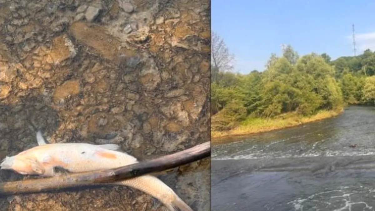 Dezastru ecologic pe Târnava Mică. Ecosistemul a fost distrus, iar refacerea va dura decenii