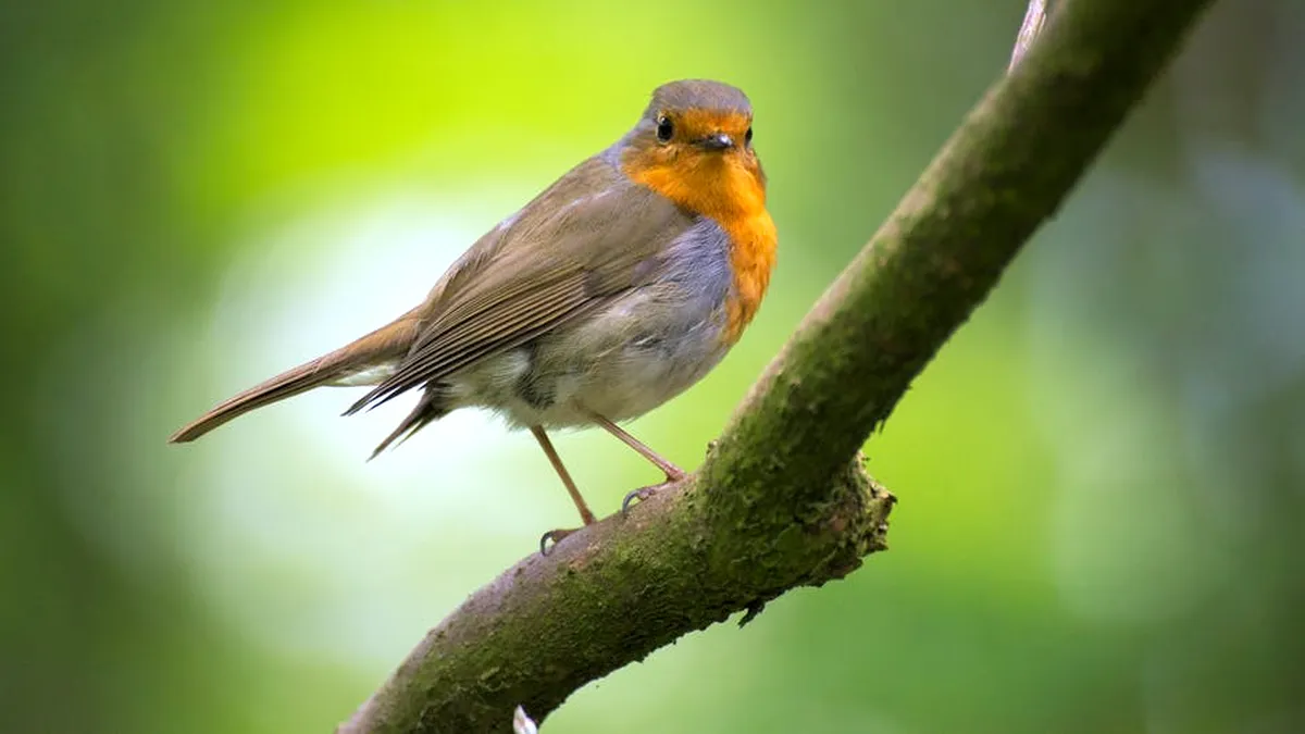 „Cântă, zboară, înalţă-te”: Azi e Ziua mondială a păsărilor migratoare