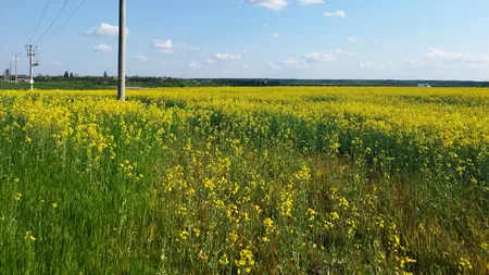 Șapte fermieri încurcă lucrările la autostrada Bacău - Paşcani. Vor mai întâi să recolteze rapița