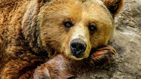 Un bărbat a fost atacat de urs în timp ce se afla la o partidă de vânătoare. Starea lui este stabilă