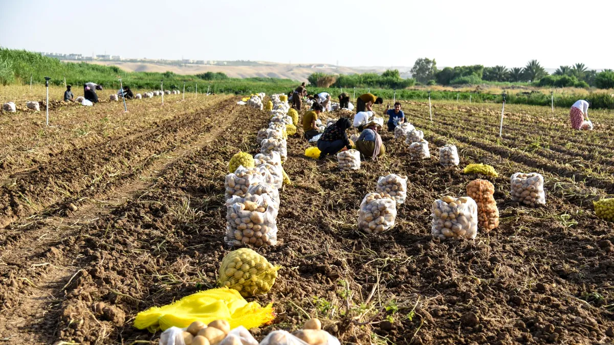Criză de lucrători agricoli după ce 70% din forța de muncă a fost deportată