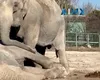 Îmbrățișări și lacrimi… Adio sfâșietor al unei femele-elefant de partenerul ei de scenă! (VIDEO)