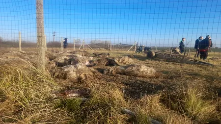 Turmă de oi, sfâşiată de o haită de câini la Giroc. N-a scăpat niciuna (VIDEO)