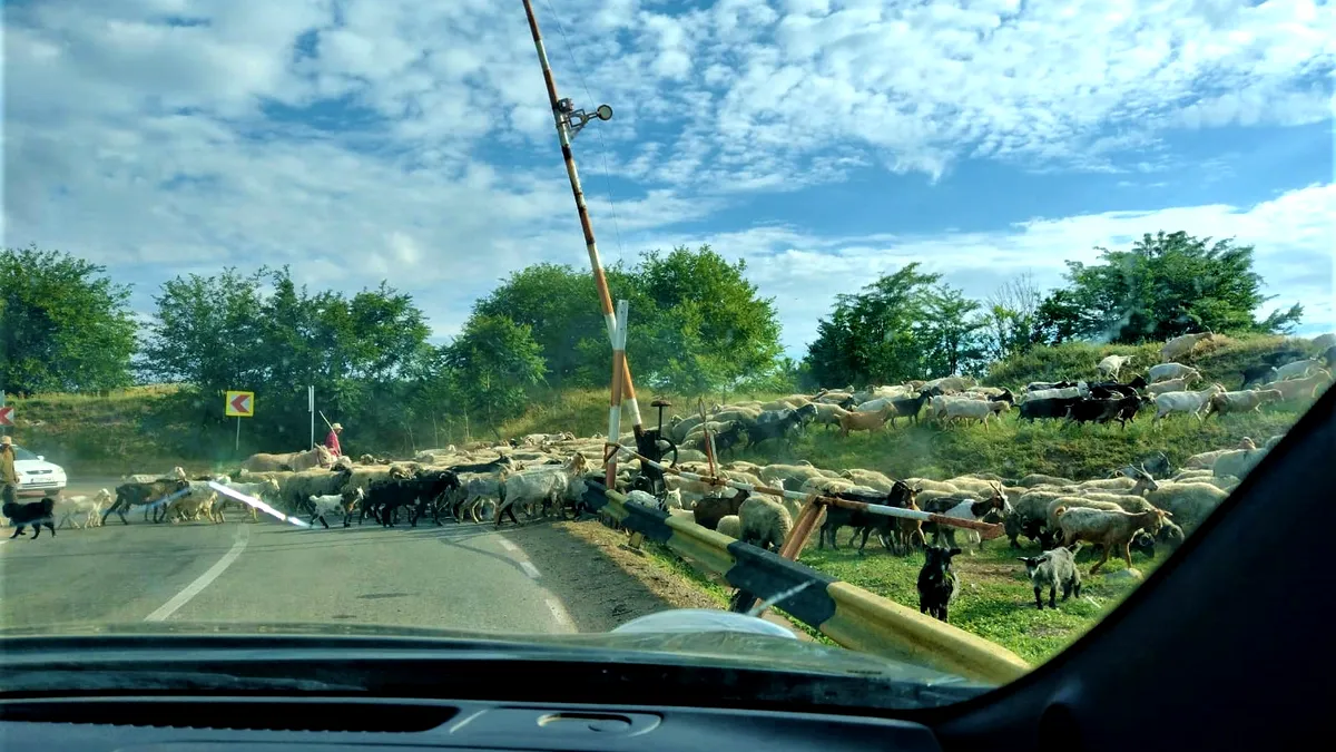 Exclusiv. Reportaj: Turist „de sat”, la Calafat! (GALERIE FOTO)