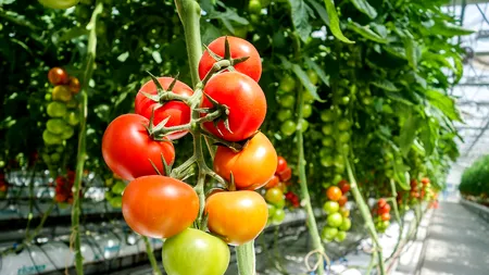 Spaniolii primesc 120 milioane euro pentru modernizarea serelor prin PNRR. Depozitele noastre regionale au rămas în aer