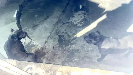 Încă o femeie a fost atacată de câini în zona Lacul Morii