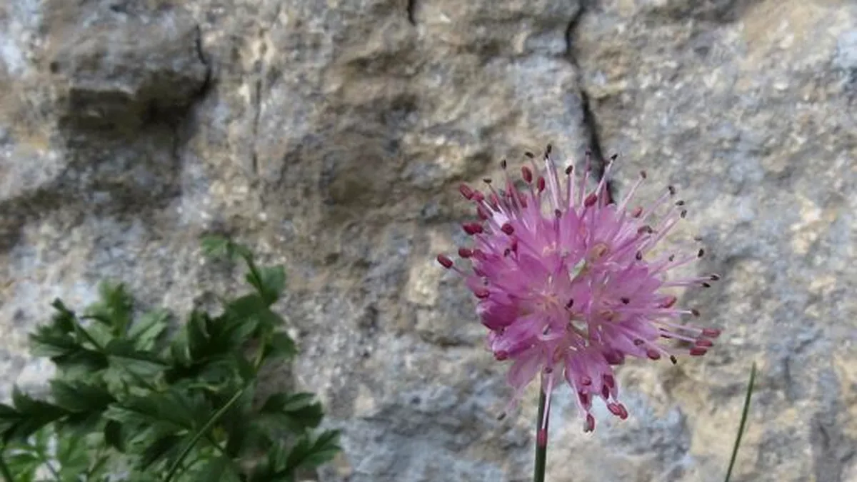 Allium Ducissae, floarea unicat