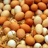 Francezii mănâncă tot mai multe ouă. Producătorii nu mai fac față cererii