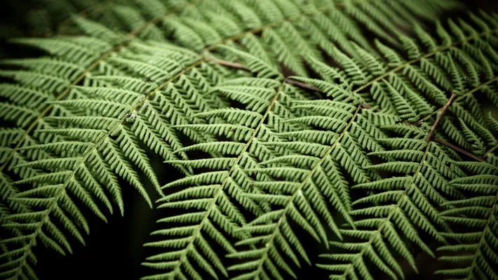 Descoperire unică în lume. O ferigă creează în interiorul ei metale esențiale pentru tehnologia modernă