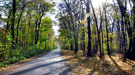 Senatorii au limitat exploatarea pădurilor din județul Ilfov