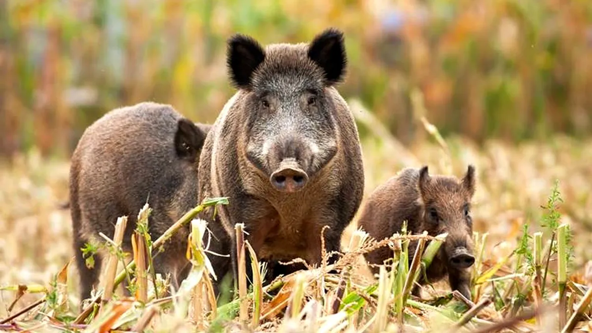 S-au calculat pagubele produse de animalele sălbatice ale României: Statul suplimentează bugetul pentru despăgubiri
