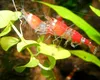 O nouă specie în apele Dunării: „crevetele asiatic”, un „fruct de mare” care s-ar putea răspândi până la Porțile de Fier