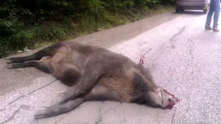 Giurgiu: focar de pestă porcină la mistreți, pe un fond de vânătoare din zona Bolintin