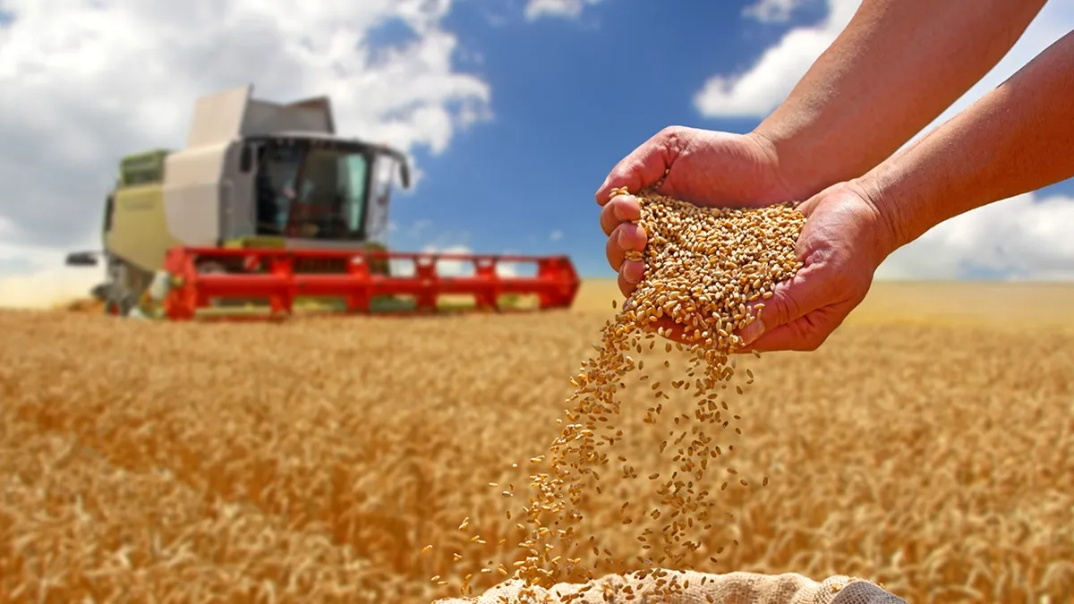 Producție agricolă excepțională: grâul duce recolta din România spre un record istoric