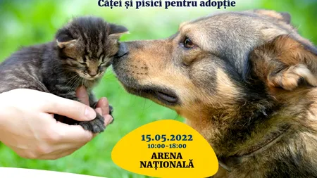Nicușor Dan, criticat după o postare privind adopția animalelor. Ce a produs reacția bucureștenilor