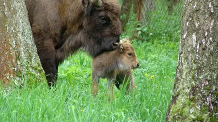 Se caută un nume pentru puiul de zimbru născut la o grădină zoo din România. Voi cum l-ați numi?