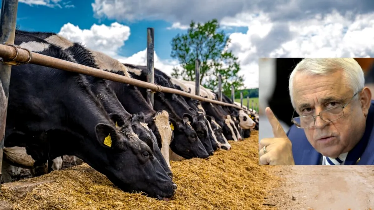 Cum vede Daea vaca de la Buzău: Avem aceeași producție de lapte ca în '89, dar cu efective la jumătate