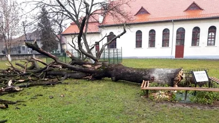 L-a plantat în 1929, la absolvirea liceului: Stejarul Părintelui Arsenie Boca s-a prăbușit