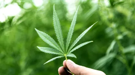 Consumul de cannabis în scopuri medicinale, vot favorabil în Parlamentul ucrainean
