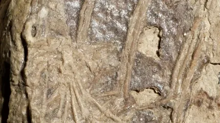 Primul caz cunoscut al unui mamifer mâncat de un dinozaur