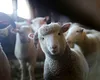 Mielul de Paște al românilor, cel mai scump din ultimii ani. Cât costă un kilogram de carne