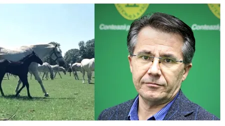 Cine este noul șef al hergheliilor de la Romsilva