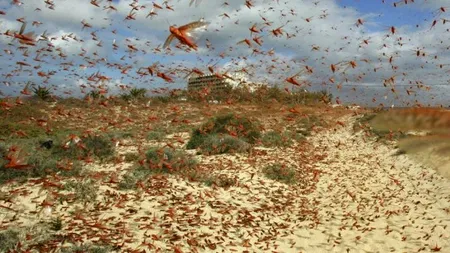 Lăcustele fac ravagii în Sardinia. Au venit cu o lună mai devreme