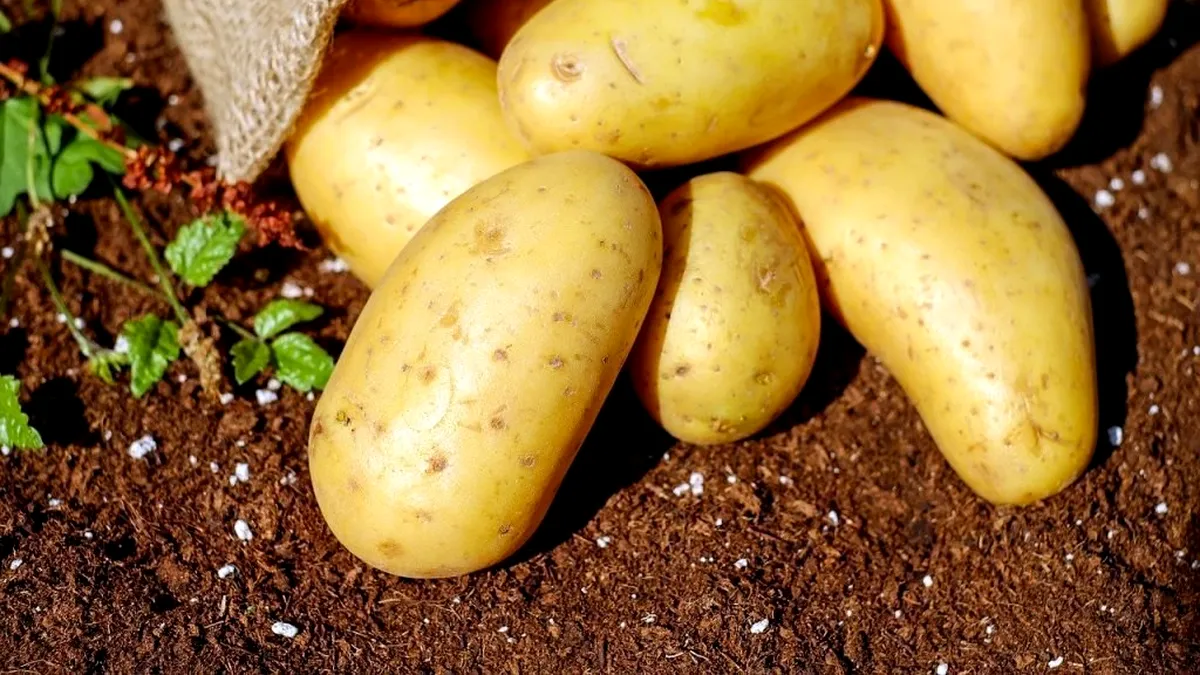 România cheltuie anual în jur de 64 de milioane de euro pentru cartofi din import