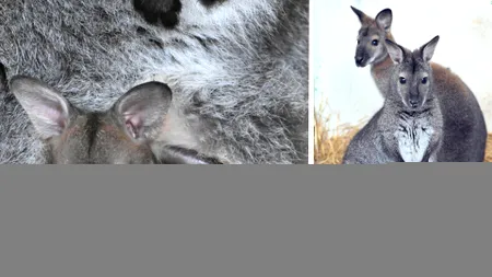 Vot pentru alegerea numelui unui pui de cangur de la Zoo Galați
