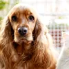 De 12 ori mai mare în 17 ani: piața hranei pentru animale de companie ajunge la 123 mil. euro și se concentrează în mâinile a trei mari jucători