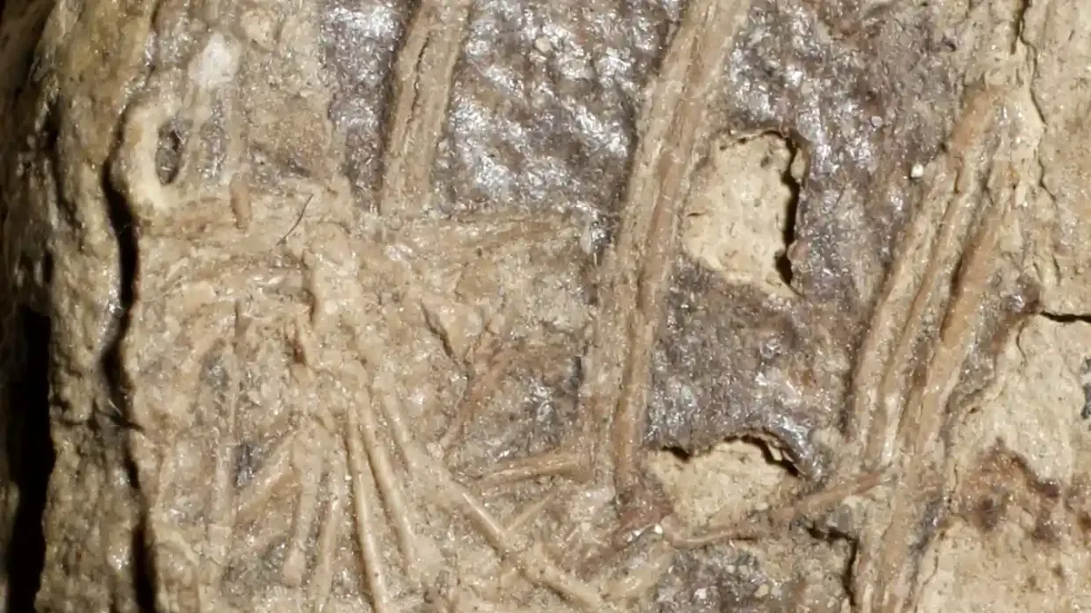 Primul caz cunoscut al unui mamifer mâncat de un dinozaur