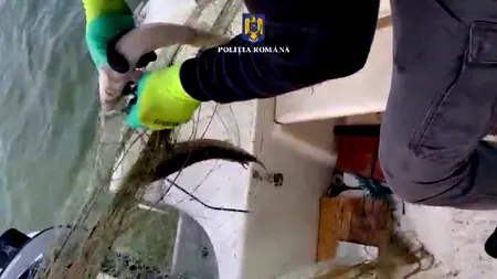 Braconaj la sturioni! În Dunăre au fost găsite setci cu 32 de sturioni, dar braconierii au scăpat