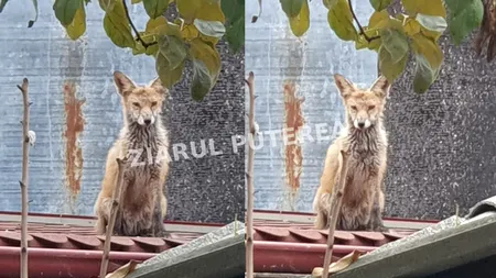 Alertă în Buzău: Vulpile invadează orașul și amenință sănătatea publică