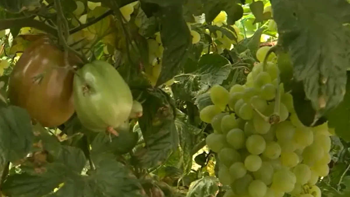 Struguri printre roșii și castraveți. Vița-de-vie în sere, noua „rețetă” salvatoare pentru fermieri