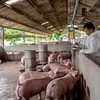 Satul unde mirosurile puternice și problemele de sănătate sunt provocate de o fermă de porci