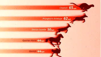 Cele mai rapide animale terestre: Viteza în lumea regnului animal