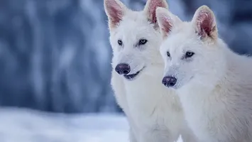 „Lupul teribil s-a întors”? Adevărul din spatele puilor modificați genetic creați de Colossal Biosciences