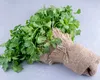Pătrunjelul italian care îmbolnăvea românii a fost retras de pe rafturi