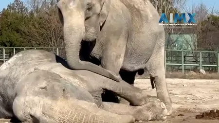 Îmbrățișări și lacrimi… Adio sfâșietor al unei femele-elefant de partenerul ei de scenă! (VIDEO)