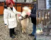 Olguța îi trimite pe craioveni la plimbare printre ponei și căprioare