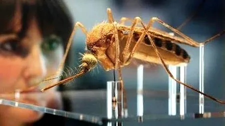 Controversatul roi de țânțari modificați genetic se pregătește să invadeze Florida