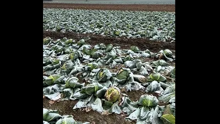 Dezastru și generozitate în Satu Mare: un hectar de varză, donat în întregime! ”Veniți și luați-o, n-am avut cui să o vând”