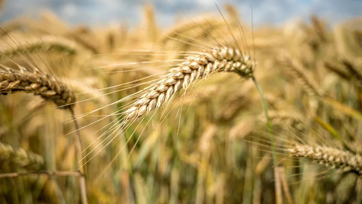 Expiră măsurile care scutesc de taxe cerealele din Ucraina