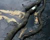 Poluare pe Dunăre: scurgeri de combustibil la o rafinărie din Serbia