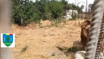 Descinderi la menajeria care furniza animale exotice pentru Dani Mocanu și Nuțu Cămătaru