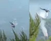 Cine era, de fapt, pilotul mort în accidentul aviatic din Grecia. Inițial s-a vorbit despre un pompier român