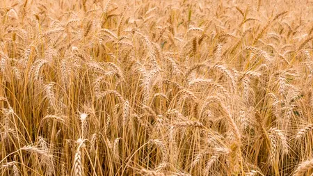 Comisia Europeană se aşteaptă la o recoltă mai mică de grâu, dar la exporturi record în 2022/2023