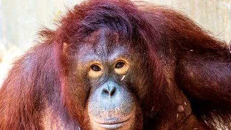 Aproximativ 30 de urangutani din Borneo, testați pentru coronavirus. Care este motivul și câți dintre aceștia sunt infectați