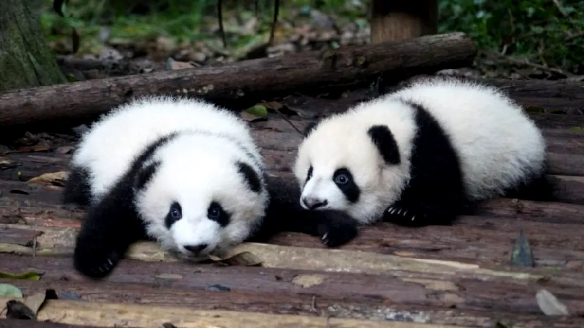 Felul în care urşii panda au devenit vegetarieni, explicat cu ajutorul unor fosile (studiu)